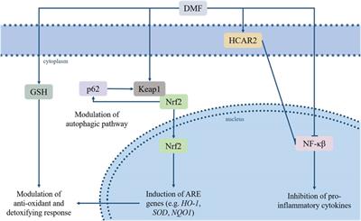 Novel potential pharmacological applications of dimethyl fumarate—an overview and update